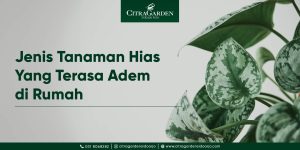 Jenis Tanamaan Hias